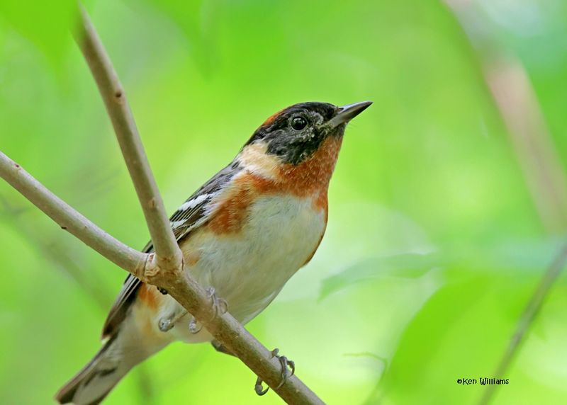 Bay-breasted Warbler male, Magee Marsh, OH, 5-15-2025_3741az.jpg