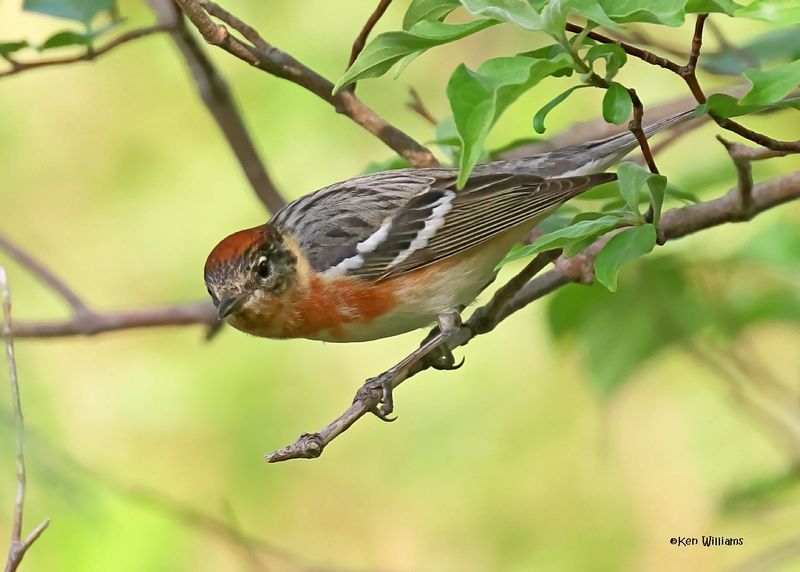 : Bay-breasted Warbler :
