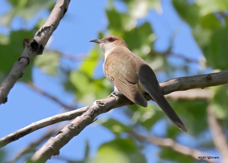 Black-billed Cuckoo, Magee Marsh, OH, 5-16-2025_4589az.jpg