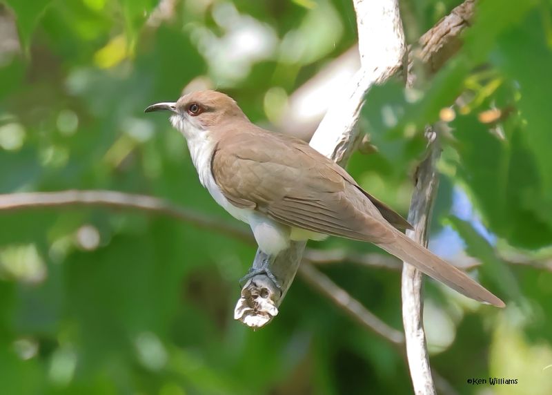 Cuckoos