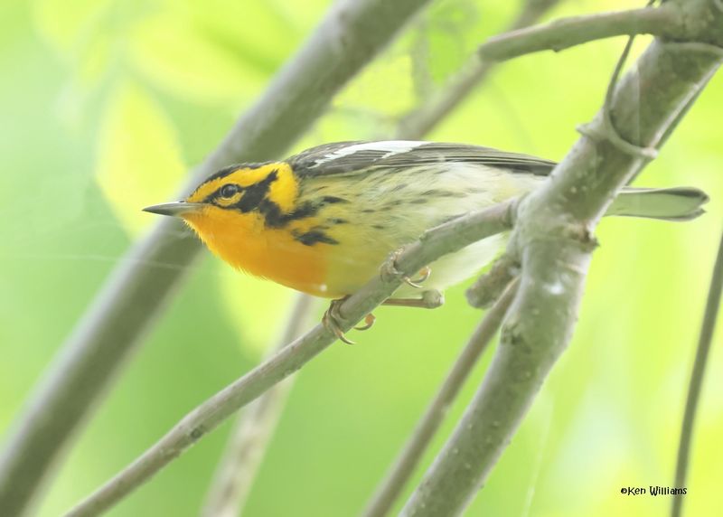 Blackburnian Warbler male, Magee Marsh, OH, 5-15-2025_3777az.jpg