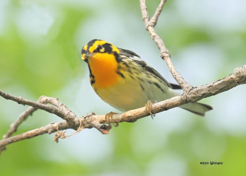 Blackburnian Warbler male, Magee Marsh, OH, 5-15-2025_4009az.jpg
