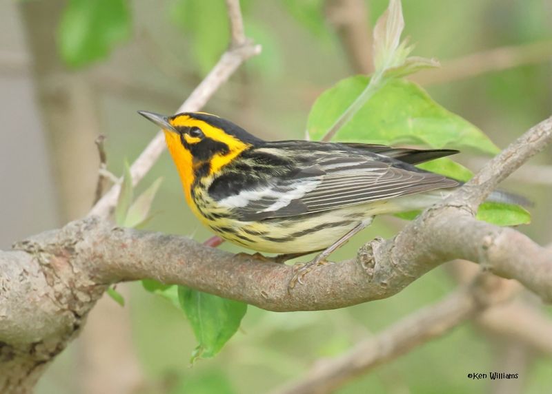 Blackburnian Warbler male, Magee Marsh, OH, 5-15-2025_4038az.jpg