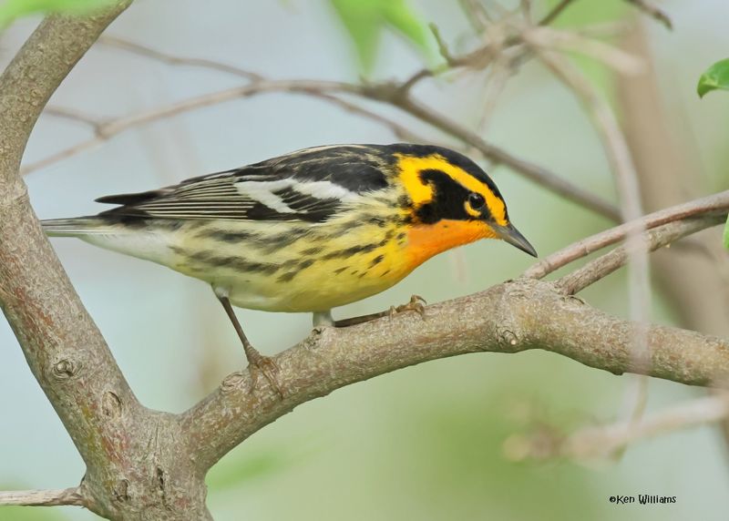 : Blackburnian Warbler :