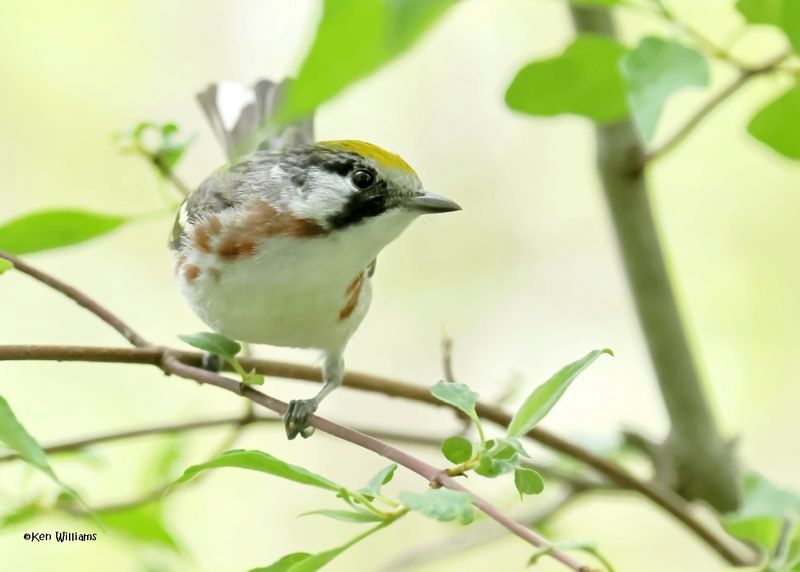Chestnut-sided Warbler female, Magee Marsh, OH, 5-15-2025_3695Daz.jpg