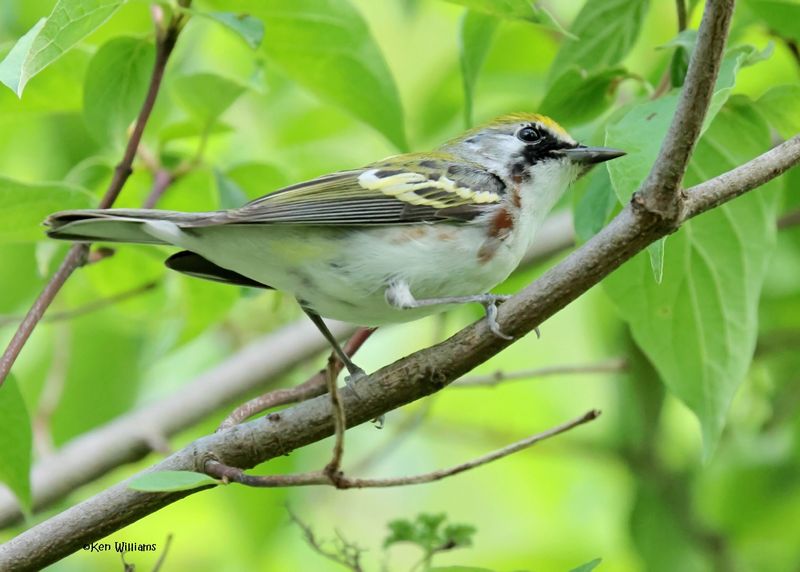 Chestnut-sided Warbler female, Magee Marsh, OH, 5-16-2025_4873az.jpg