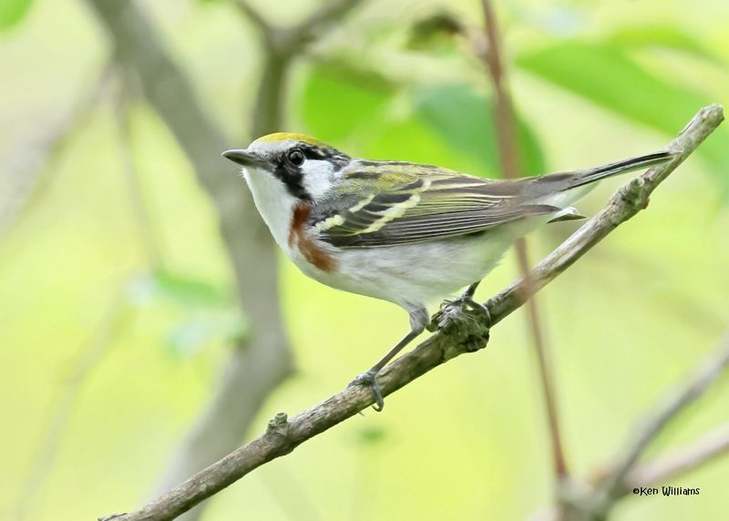 Chestnut-sided Warbler male, Magee Marsh, OH, 5-15-2025_3706az.jpg