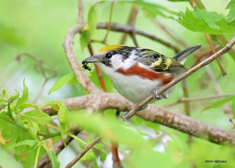 Chestnut-sided Warbler male, Magee Marsh, OH, 5-16-2025_5248Daz.jpg
