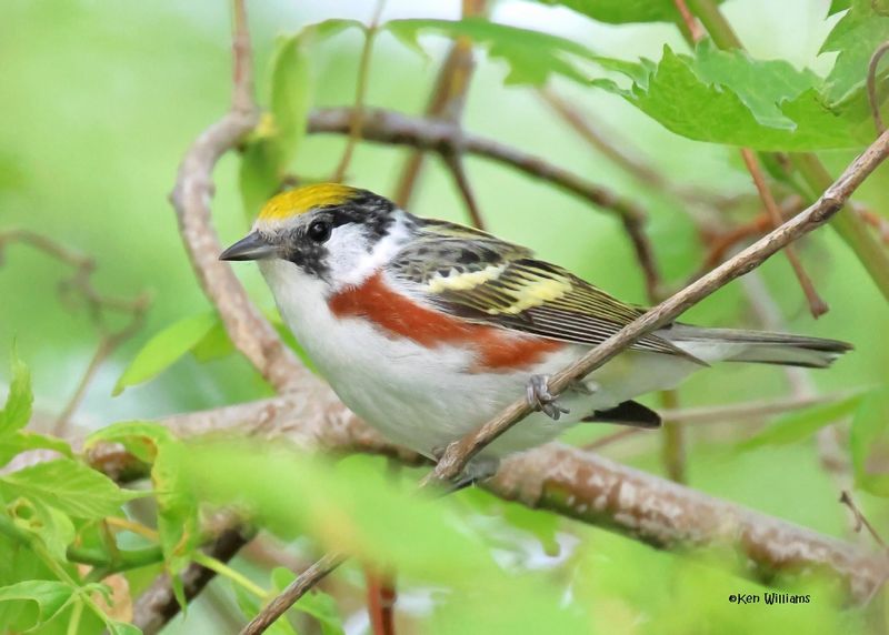 : Chestnut-sided Warbler :