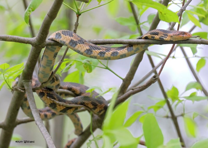 Eastern Fox Snake, Magee Marsh, OH, 5-17-2025_5421az.jpg