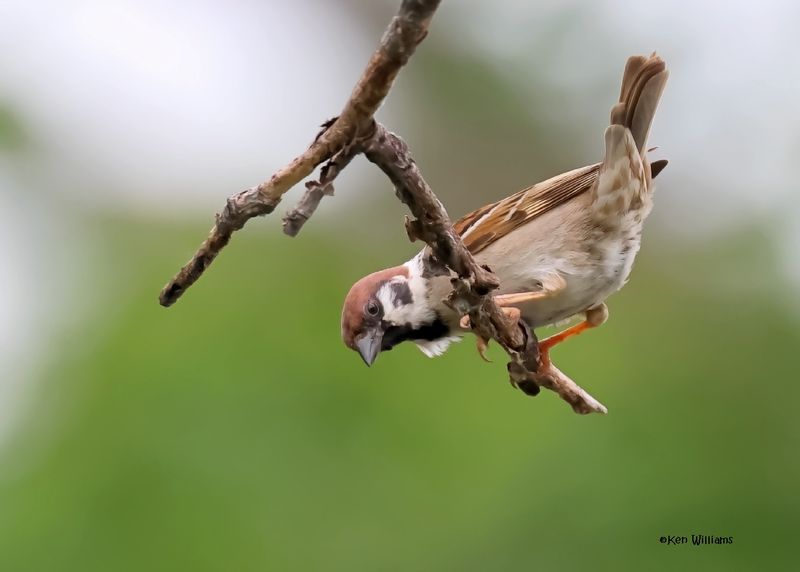 :Eurasian Tree Sparrow:
