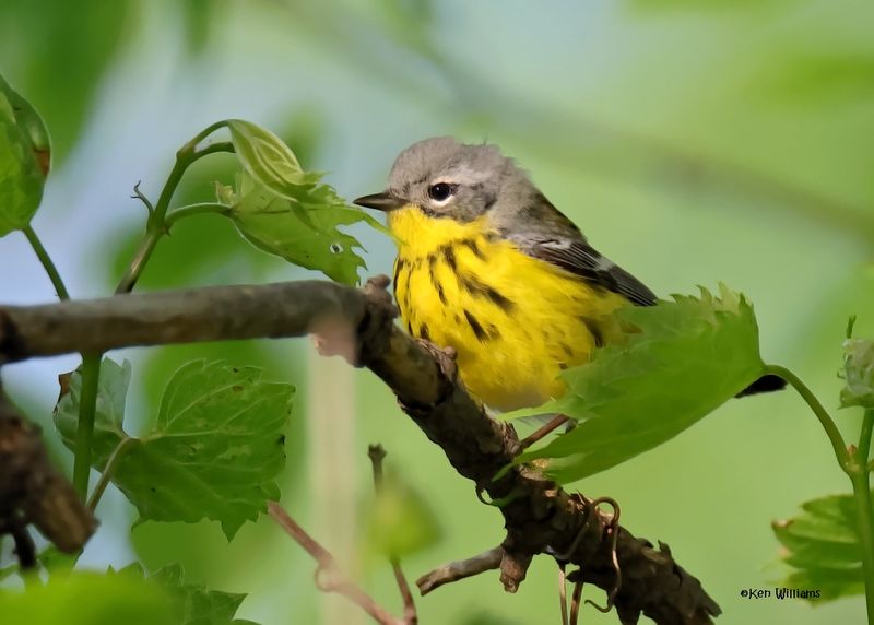 Magnolia Warbler female, Magee Marsh, OH, 5-15-2025_4019az.jpg
