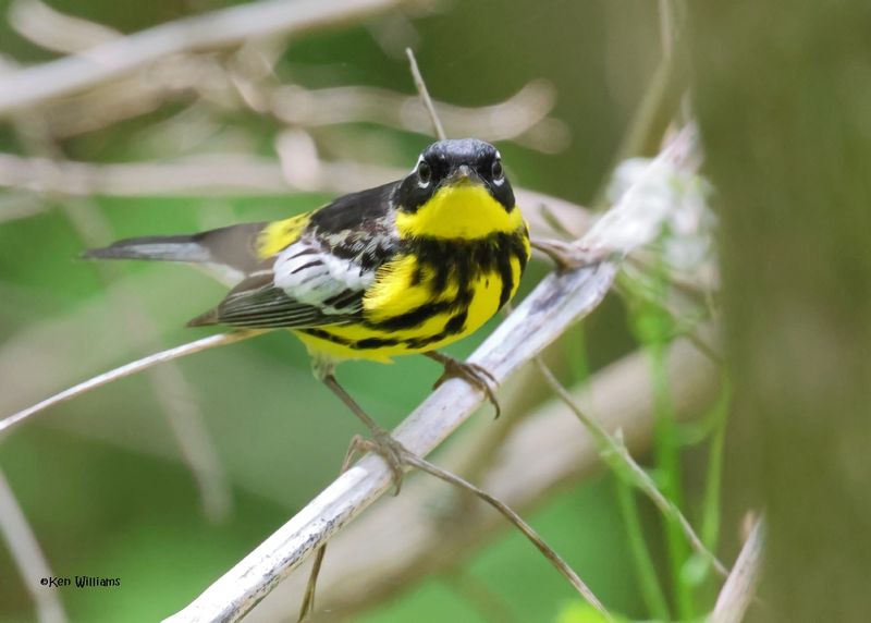 Magnolia Warbler male, Magee Marsh, OH, 5-15-2025_3540az.jpg