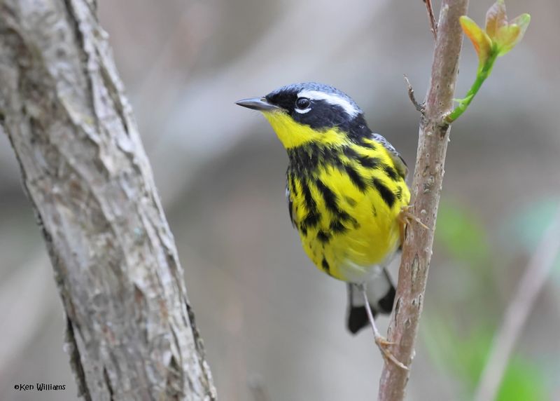 Magnolia Warbler male, Magee Marsh, OH, 5-15-2025_3927az.jpg