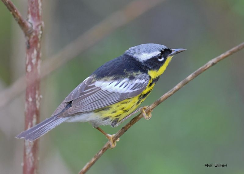 Magnolia Warbler male, Magee Marsh, OH, 5-15-2025_3934az.jpg