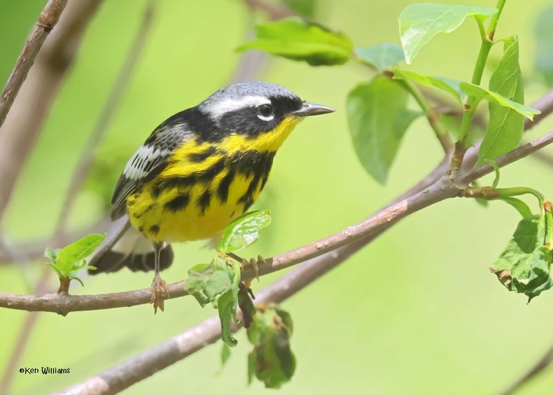 Magnolia Warbler male, Magee Marsh, OH, 5-16-2025_4898az.jpg