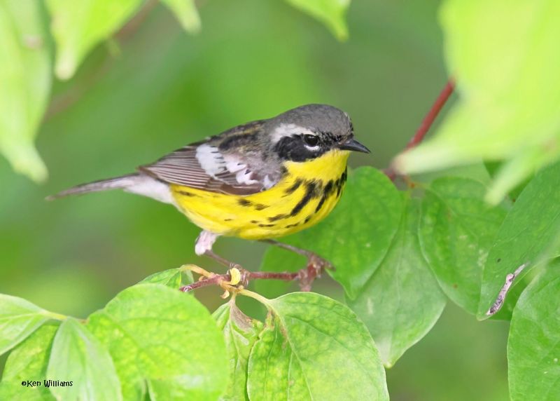 Magnolia Warbler male, Magee Marsh, OH, 5-16-2025_5152az.jpg