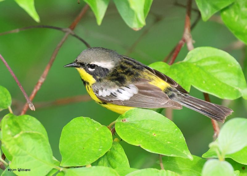 : Magnolia Warbler :