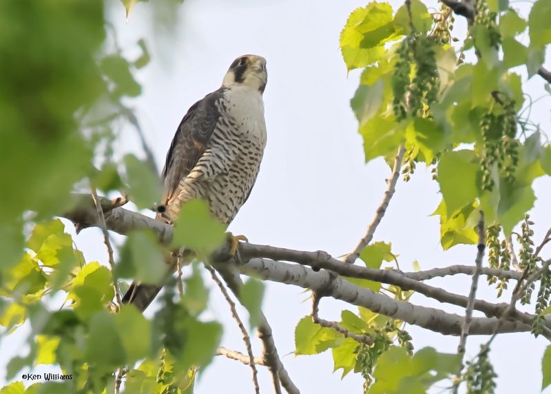 Peregrine Falcon, Magee Marsh, OH, 5-15-2025_4056az.jpg