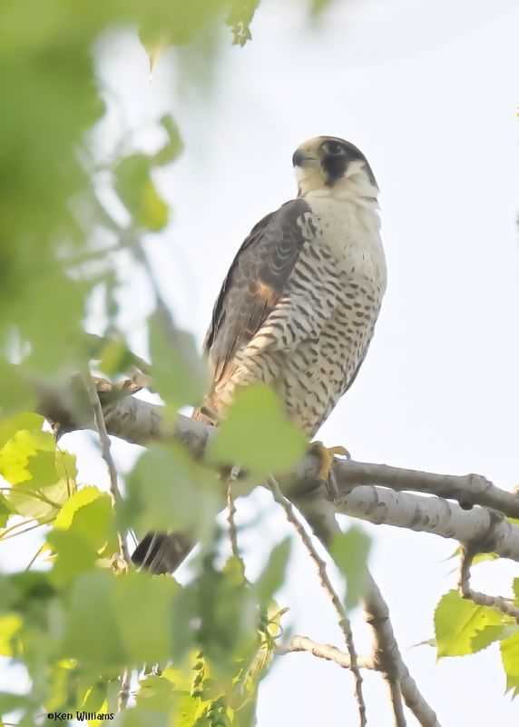 Peregrine Falcon
