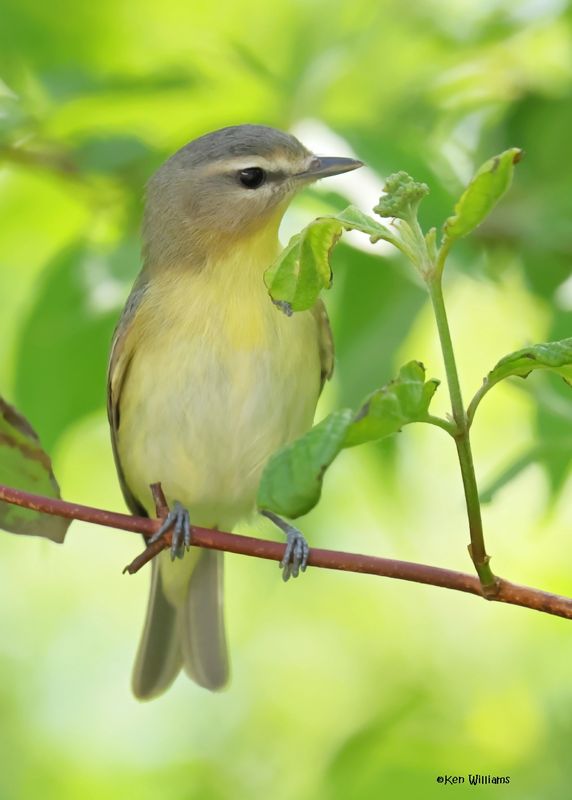 Philadelphia Vireo, Magee Marsh, OH, 5-15-2025_3527az.jpg