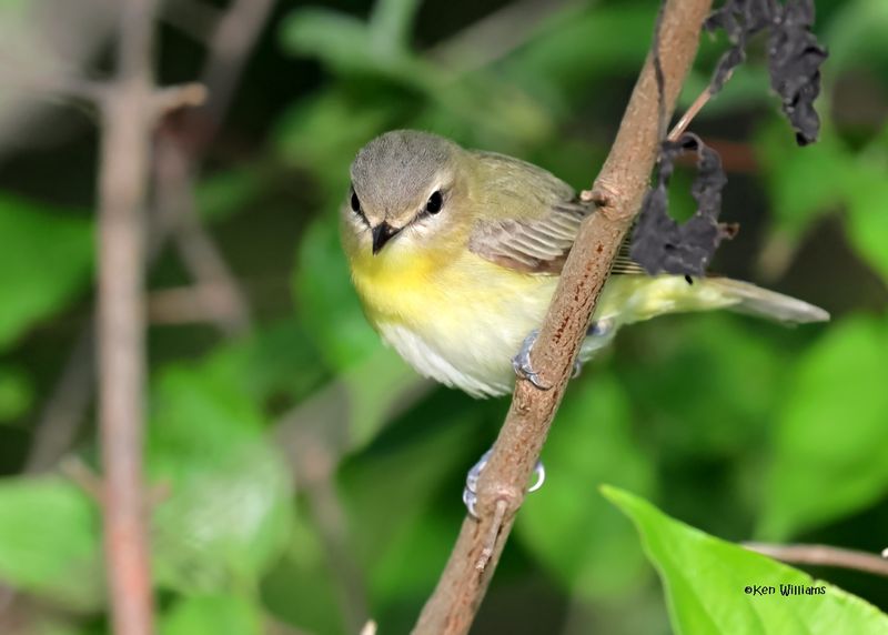 Philadelphia Vireo, Magee Marsh, OH, 5-16-2025_5044az.jpg