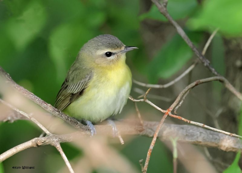 Philadelphia Vireo