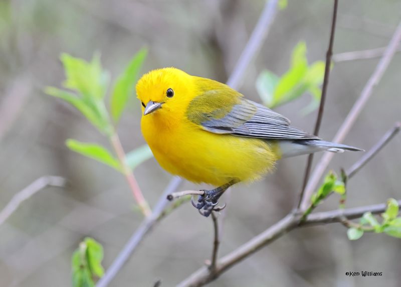 Prothonotary Warbler male, Magee Marsh, OH, 5-15-2025_3858az.jpg