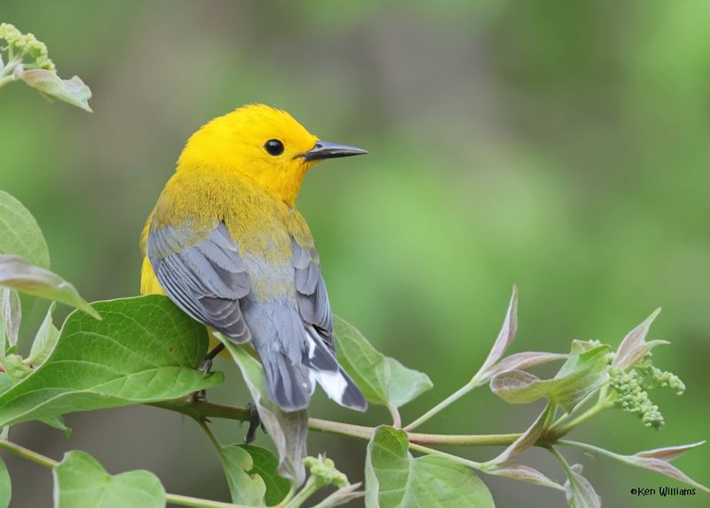 Prothonotary Warbler male, Magee Marsh, OH, 5-15-2025_3967az.jpg