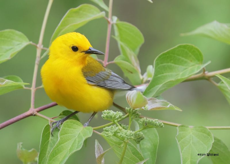 Prothonotary Warbler male, Magee Marsh, OH, 5-15-2025_3990az.jpg