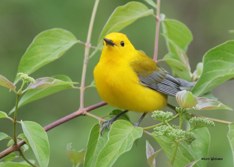 Prothonotary Warbler male, Magee Marsh, OH, 5-15-2025_3996az.jpg