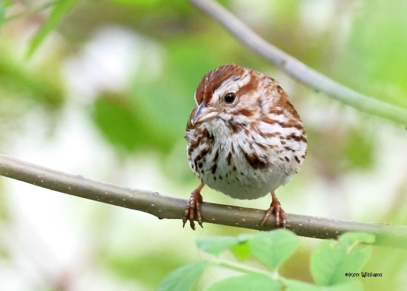 Song Sparrow, Magee Marsh, OH, 5-16-2025_5299az.jpg