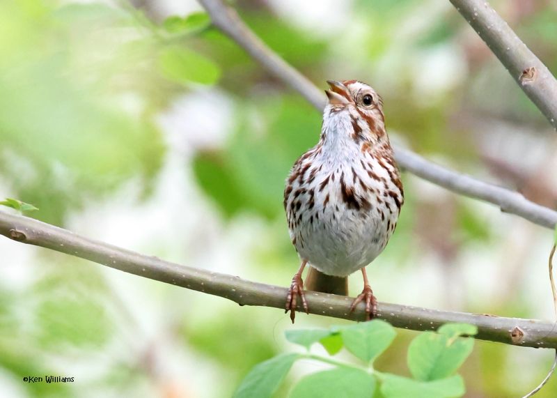 :Song Sparrow: