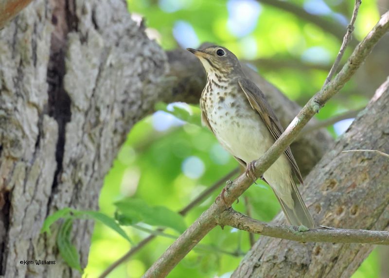 Swainson's Thrush, Magee Marsh, OH, 5-16-2025_4247az.jpg