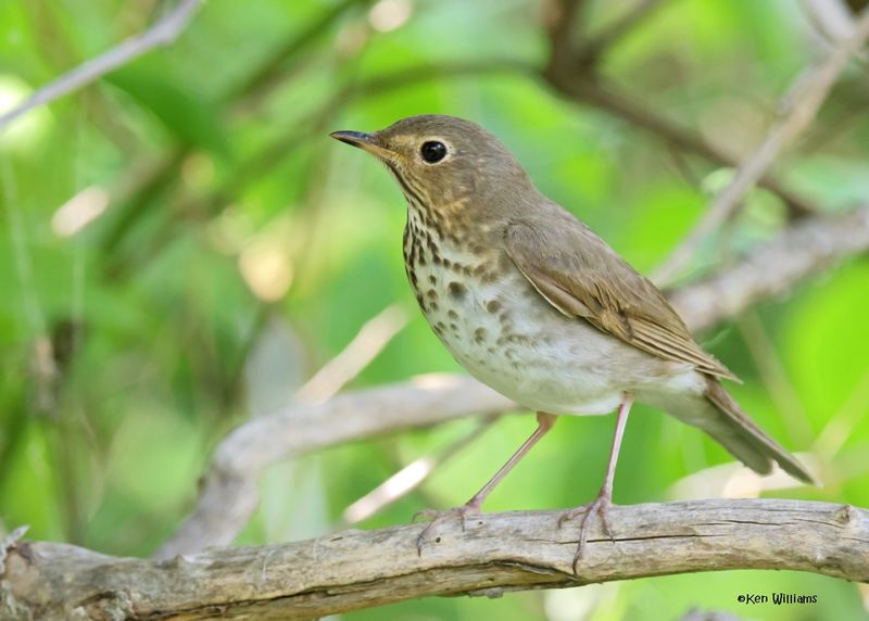 Swainson's Thrush