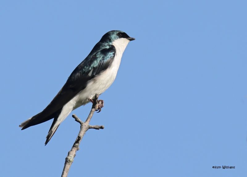 Tree Swallow, Magee Marsh, OH, 5-16-2025_4219az.jpg