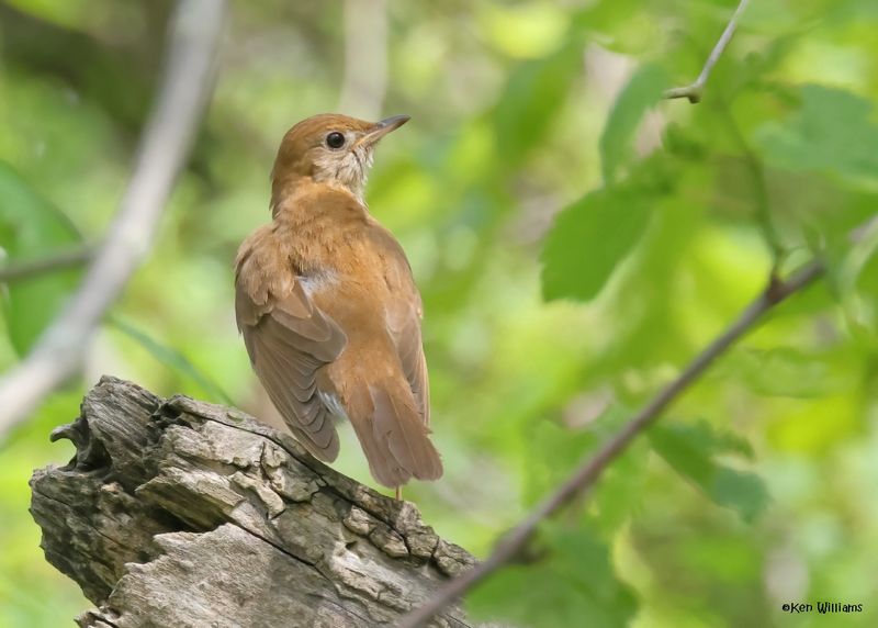 Veery
