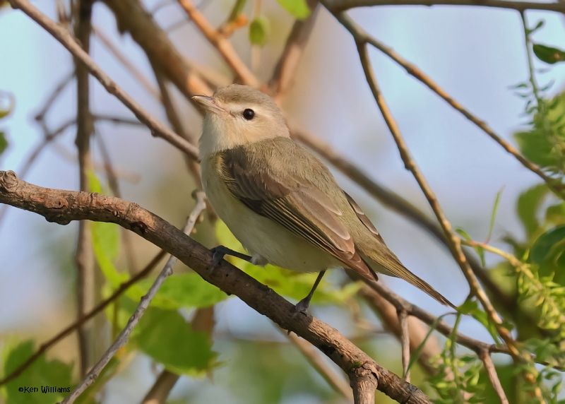 Warbling Vireo, Magee Marsh, OH, 5-15-2025_4143az.jpg