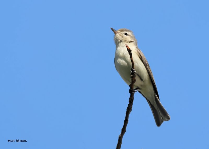 Warbling Vireo, Magee Marsh, OH, 5-16-2025_4315az.jpg