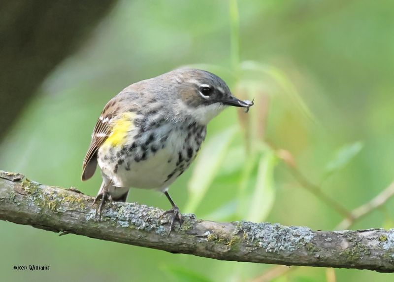 Yellow-rumped Warbler - Myrtle, Magee Marsh, OH, 5-15-2025_3901az.jpg