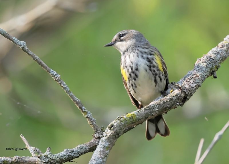 Yellow-rumped Warbler - Myrtle, Magee Marsh, OH, 5-15-2025_3916az.jpg