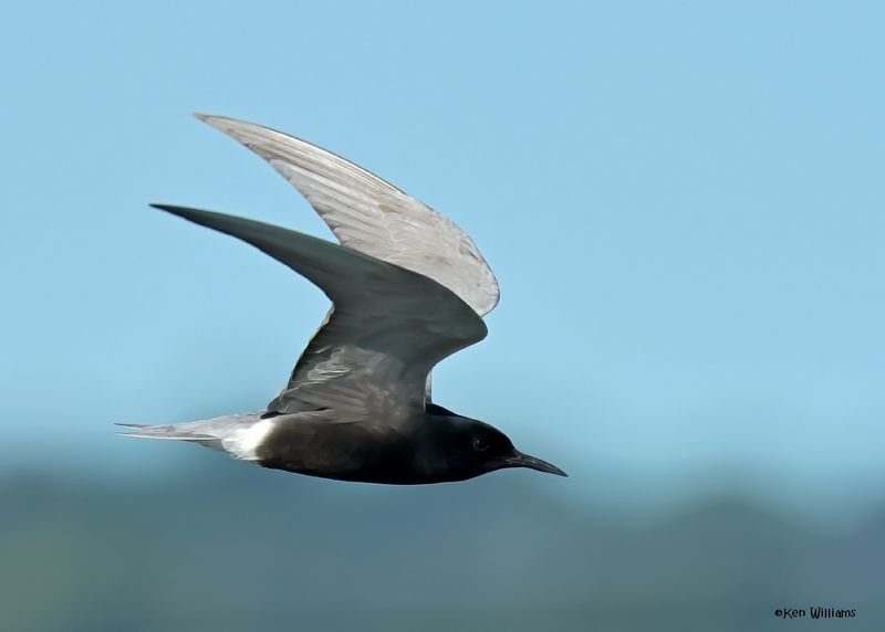 Black Tern, Wagoner Co, OK, 5-20-2025_5540az.jpg