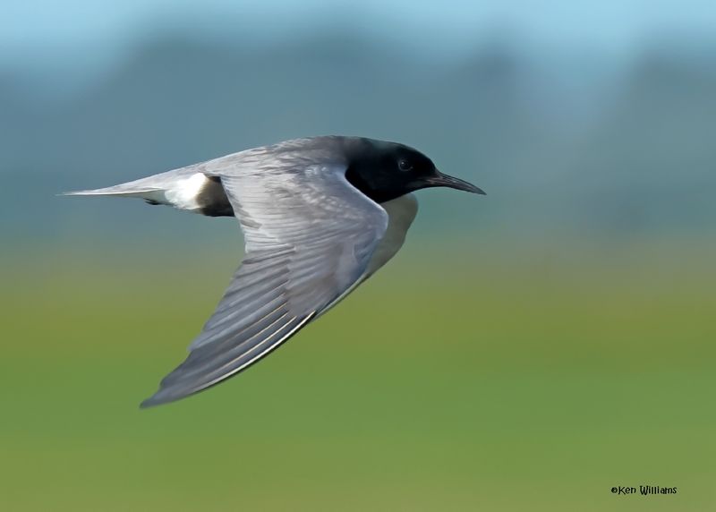 Black Tern, Wagoner Co, OK, 5-20-2025_5542az.jpg