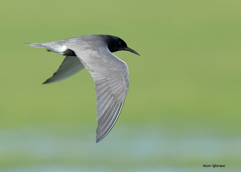 Black Tern, Wagoner Co, OK, 5-20-2025_5547az.jpg