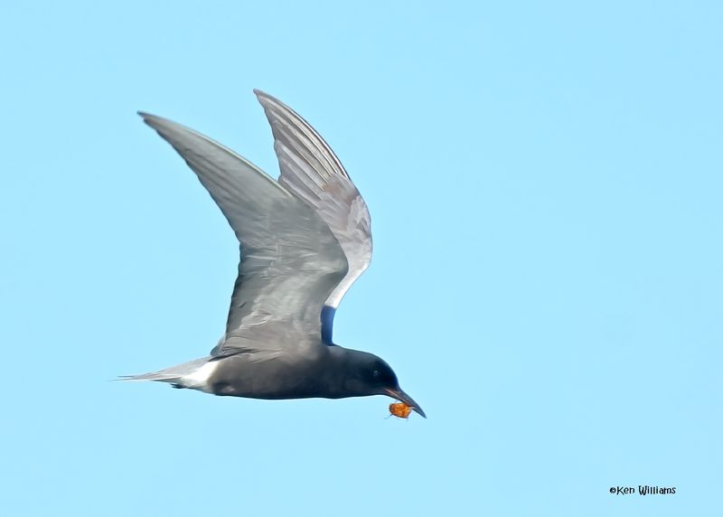 :Black Tern: