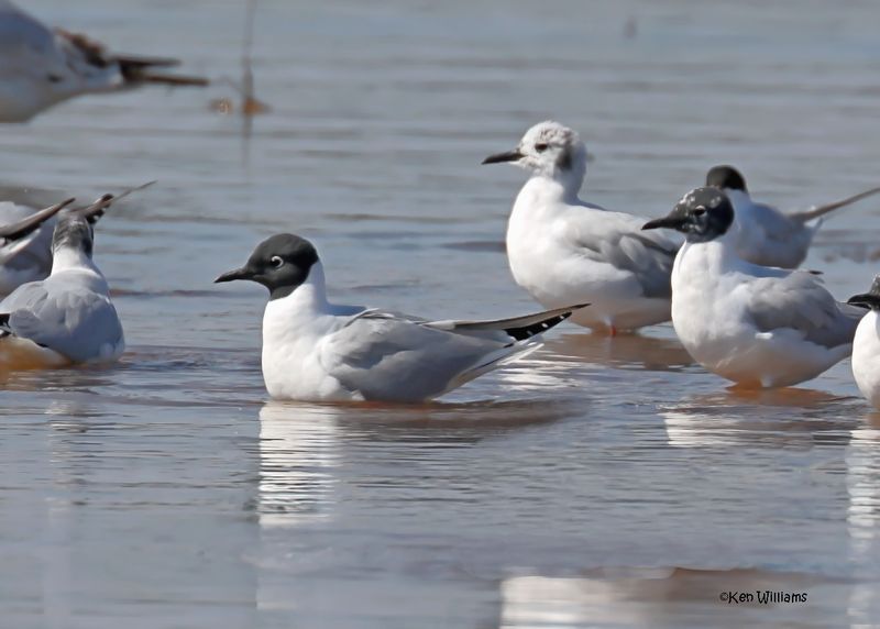 :Bonaparte's Gull: