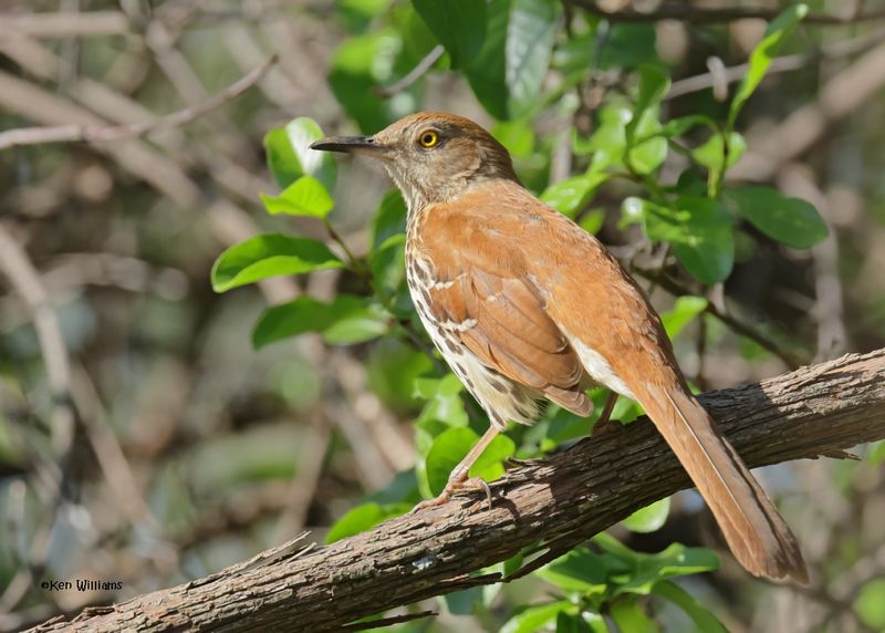 Brown Thrasher