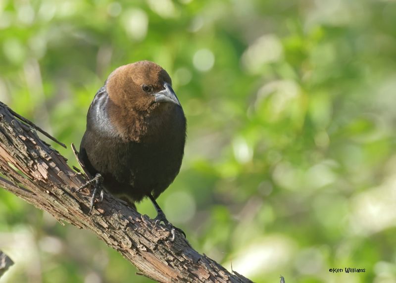 Brown-headed Cowbird male, Rogers Co yard, OK, 4-15-2025_0646az.jpg