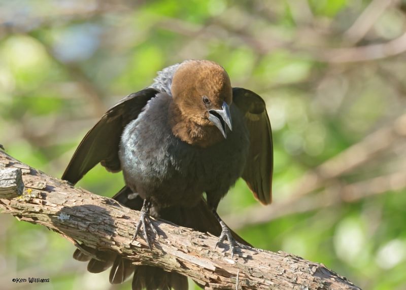 Brown-headed Cowbird