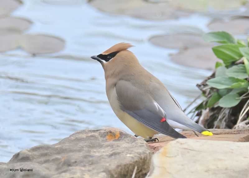 Cedar Waxwing, Rogers Co yard, Ok, 3-30-2025 _0088z.jpg